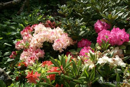 yflrh_DSC05721.JPG - Rhododendrons